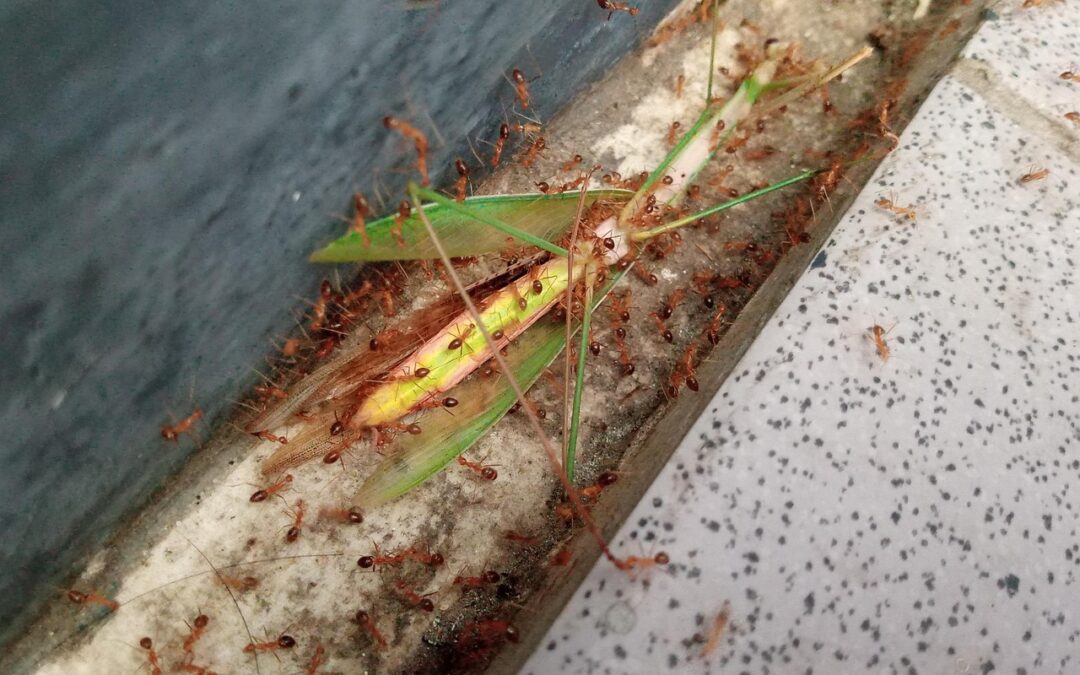 PKK dan Pendidikan Keluarga Sejahtera di Desa Cakung Timur